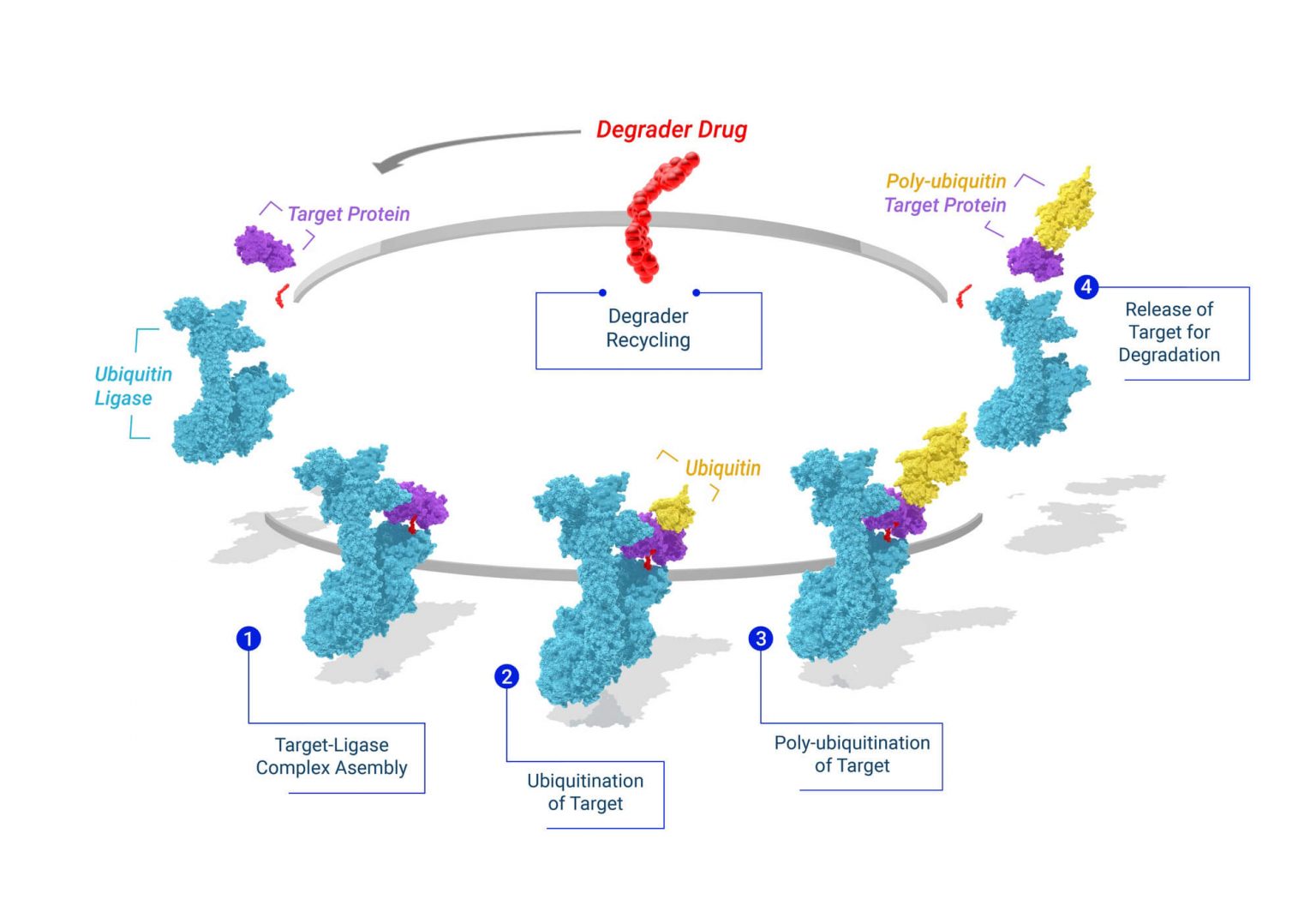 c4-therapeutics-targeted-protein-degradation