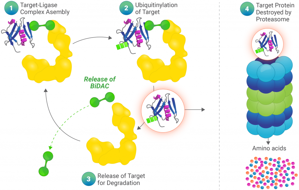 targeted-protein-degradation-c4-therapeutics