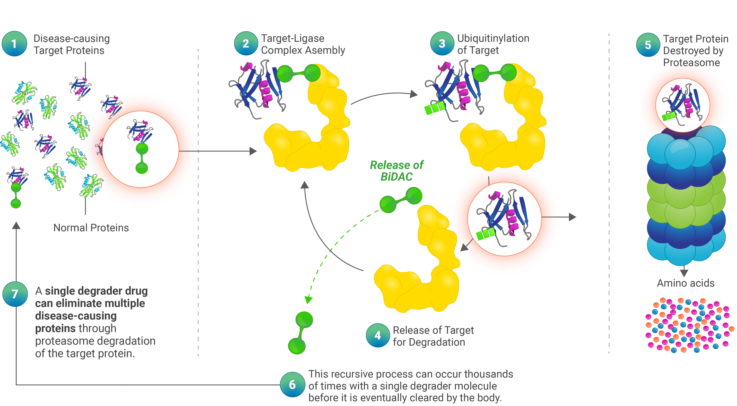 Targeted Protein Degradation C4 Therapeutics