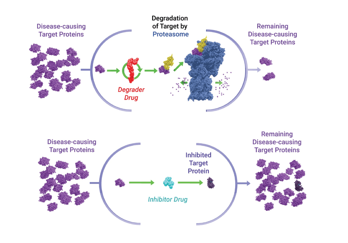 Targeted Protein Degradation C4 Therapeutics